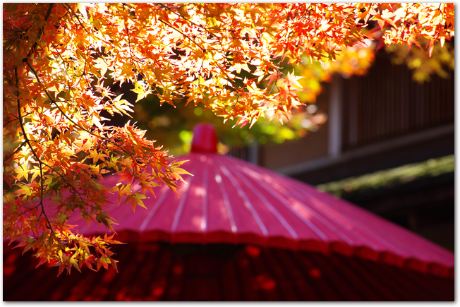 箱根美術館の紅葉と赤い和傘