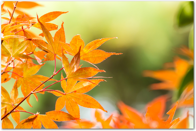 秋をイメージした紅葉の画像
