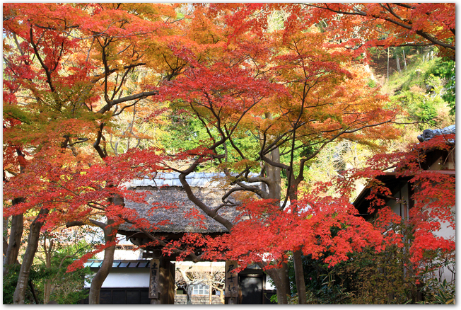 円覚寺の紅葉と山門の風景