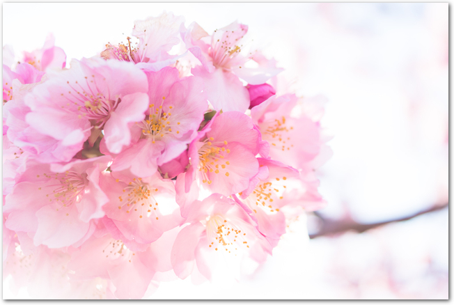 満開の河津桜の花