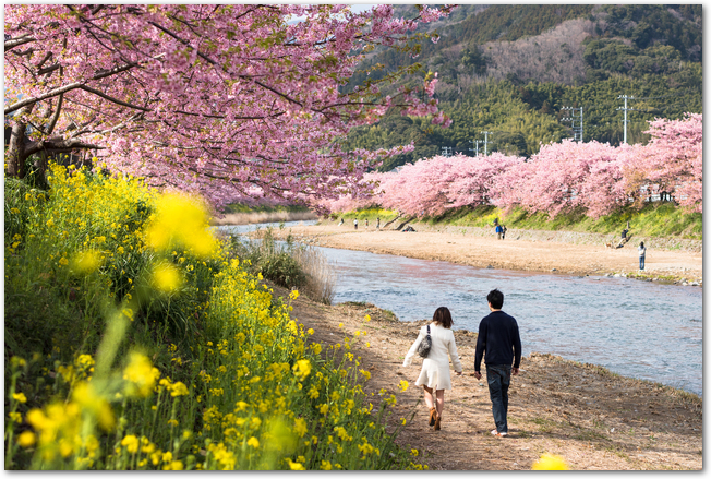 河津桜が満開の川沿いの遊歩道を歩くカップルの様子