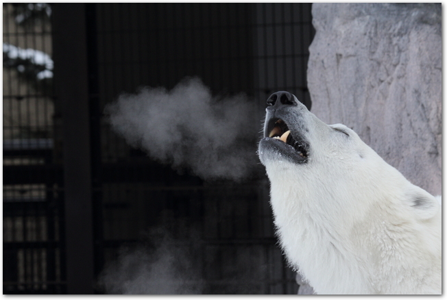 旭山動物園の白い息を吐くホッキョグマ