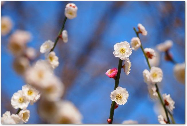 偕楽園に咲くピンクと白の梅の花