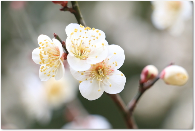 白梅の花のアップ