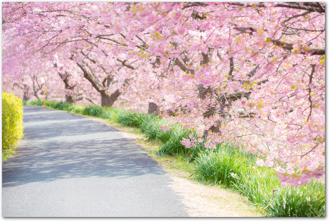 満開の河津桜の桜並木