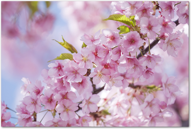 満開の河津桜の花のアップ