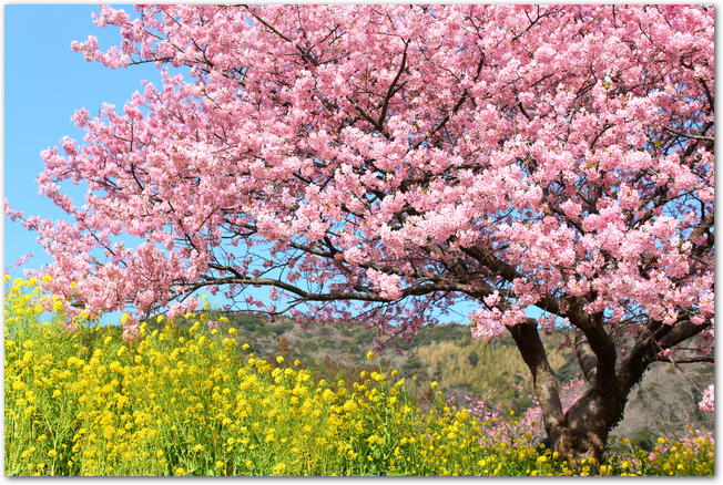 満開の菜の花と河津桜の花の様子