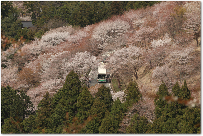 桜が満開の吉野山の道路を走るバス