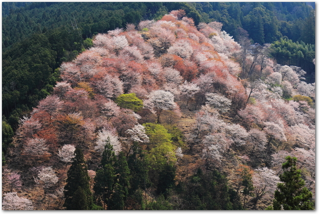 吉水神社境内から見る一目千本の桜
