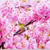 河津桜祭りの日程はいつ？グルメのおすすめは？温泉が楽しめる？