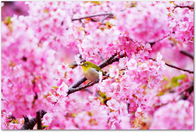 満開の河津桜の枝にメジロがとまっている様子