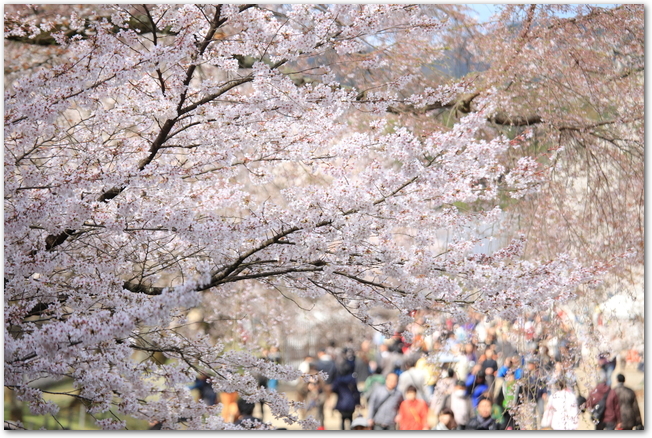 醍醐寺の桜と花見客が歩いている様子