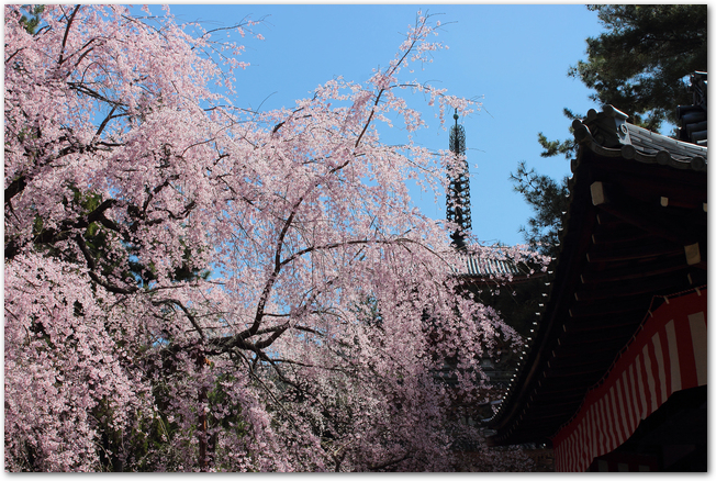 醍醐寺の塔と満開の桜の様子