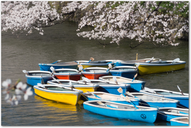 満開の千鳥ヶ淵の桜とボート