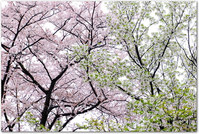 姫路城の薄紅色と白色の桜が満開になっている様子