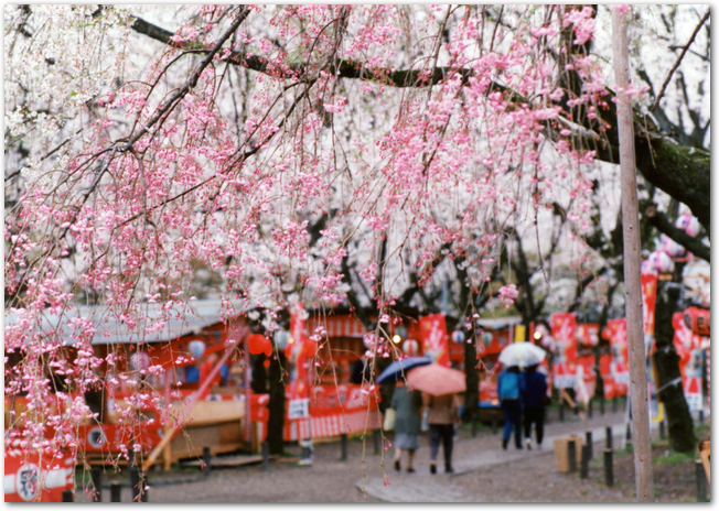 混雑している万博公園の桜の通り抜けの様子