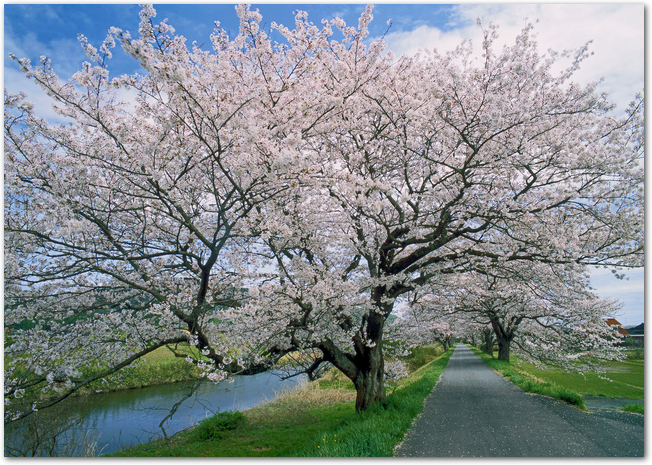 法勝寺土手の桜並木が満開になっている光景