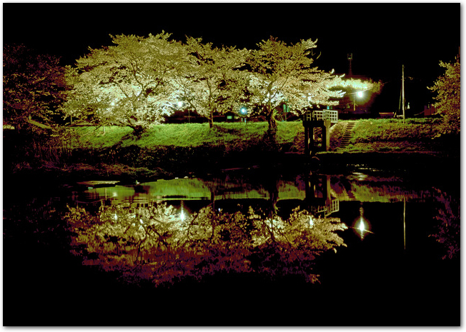 法勝寺土手の桜並木が夜桜ライトアップされている光景