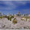 舞鶴公園桜の開花やライトアップ時期は？アクセス方法までご紹介！