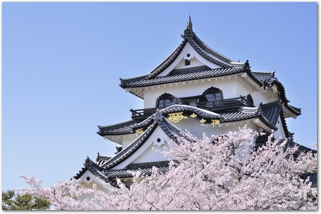 彦根城の天守閣と桜の花