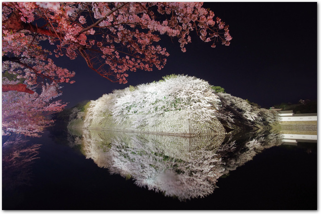 彦根城の夜桜のライトアップ