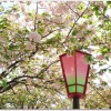 造幣局の花見で桜の通り抜けとは？交通アクセスは？飲食は？