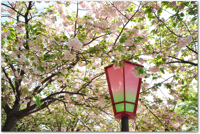 桜並木が満開になっている大阪造幣局の様子