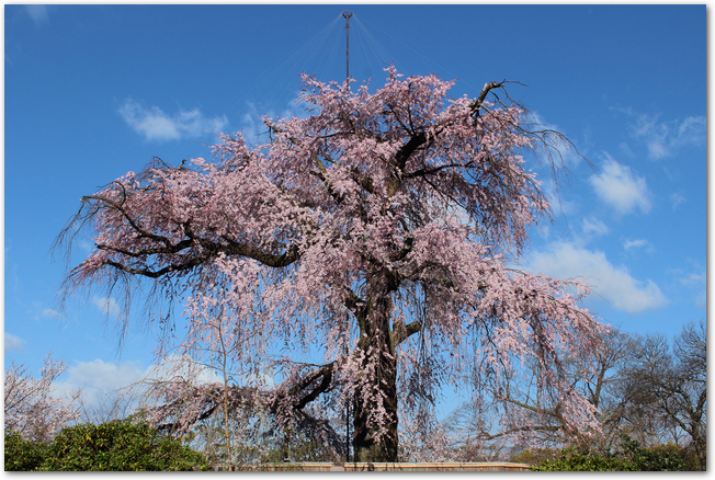 札幌丸山公園のグラウンドと桜