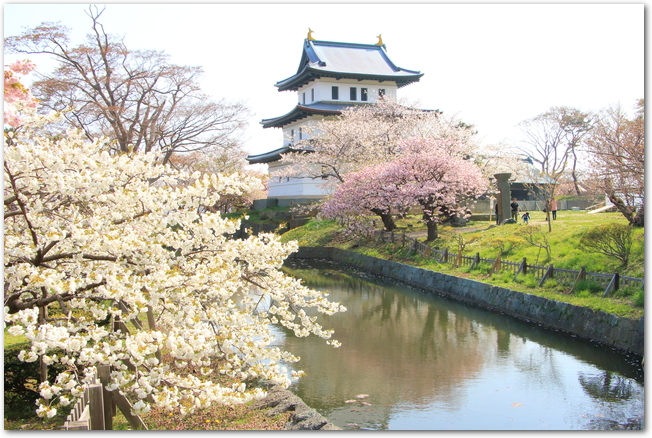 松前城と濠の側に咲く白とピンクの桜
