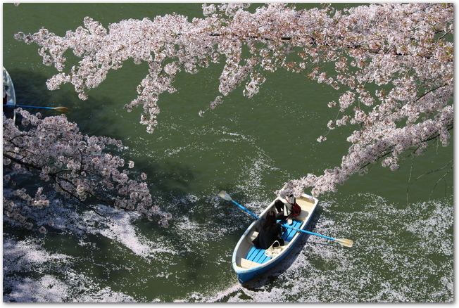 千鳥ヶ淵の満開の桜の下でボートに乗る様子