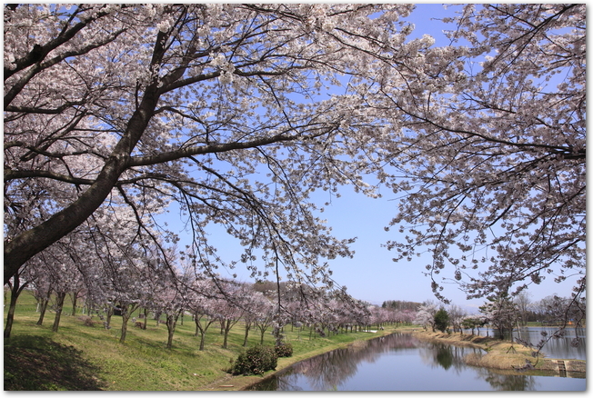 桜の時期に池ごしに東明公園と展望台を見た様子