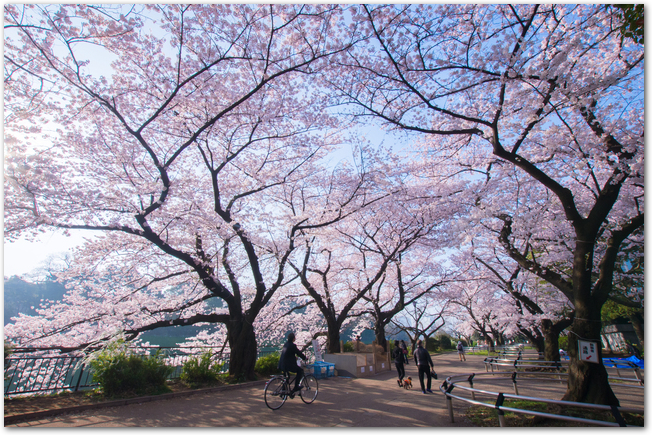 千鳥ヶ淵の公園で桜が満開になっている光景