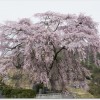 三春滝桜の見頃はいつ？お土産のお勧めは？周辺観光スポットは？