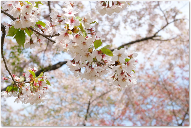 満開の青葉ヶ丘公園の桜の花のアップ