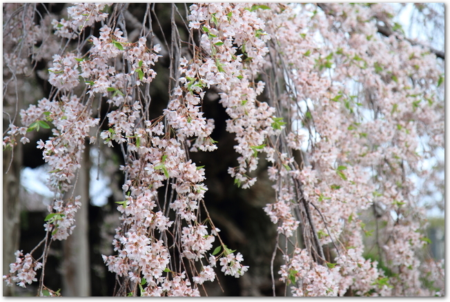 満開の枝垂れ桜の花