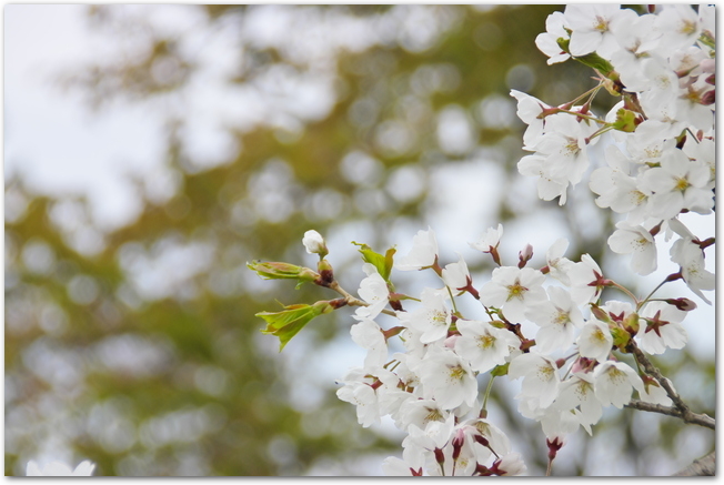 東明公園に咲いている桜の花のアップ