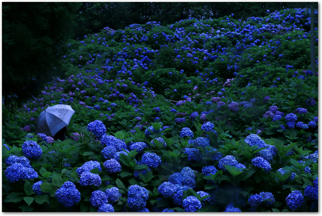 雨の中傘をさして紫陽花を見る人の様子