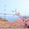サンライズ糸山の河津桜がすごい人気？レストランもおすすめ？