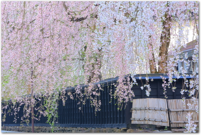 角館の武家屋敷に咲く枝垂桜の様子
