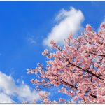 旭山公園へのアクセスは？桜のライトアップと花見攻略ポイント