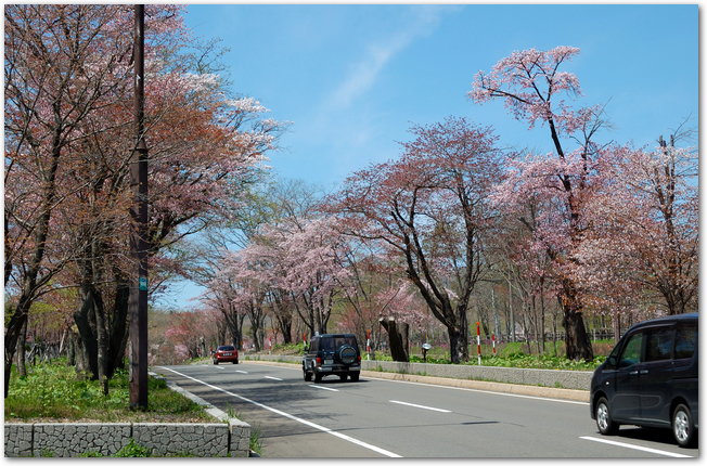 登別の道路の両側に桜並木が続いている様子