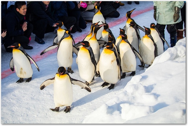 旭山動物園のペンギンのお散歩タイムの様子