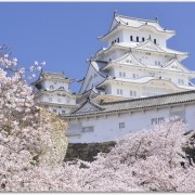 姫路城の花見の見頃は？場所取りが要る？夜桜を楽しめる場所は？