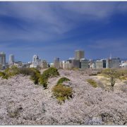 舞鶴公園桜の開花やライトアップ時期は？アクセス方法までご紹介！