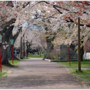 森町の桜祭りの見所は？青葉ヶ丘公園の桜は凄い？グルメのおすすめは？