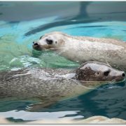 サンピアザ水族館は赤ちゃん連れでも大丈夫？魚の種類は？アクセスは？